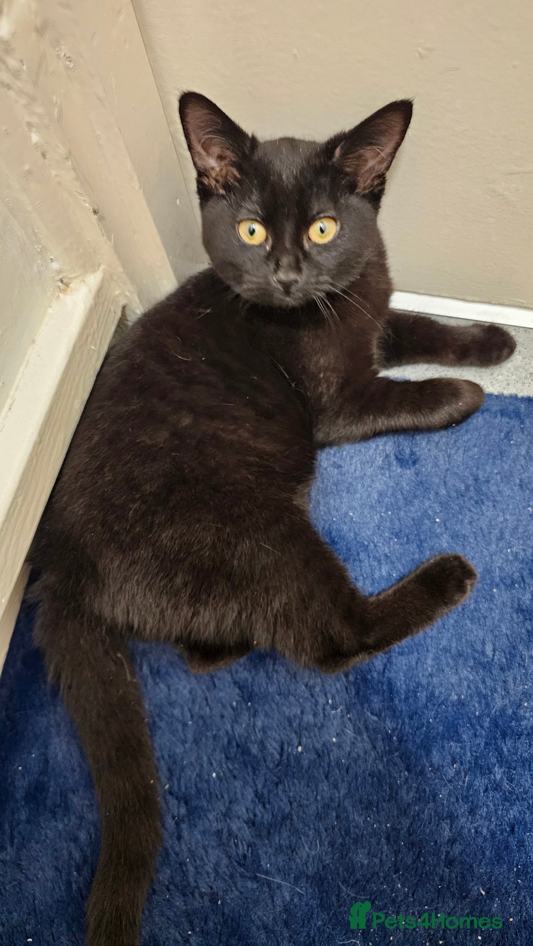 Bombay Cat Black American Bobtail Cat Bombay Kittens For Sale In