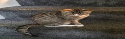 Mixed Breed cats for sale: Mixed breed - Advert 3