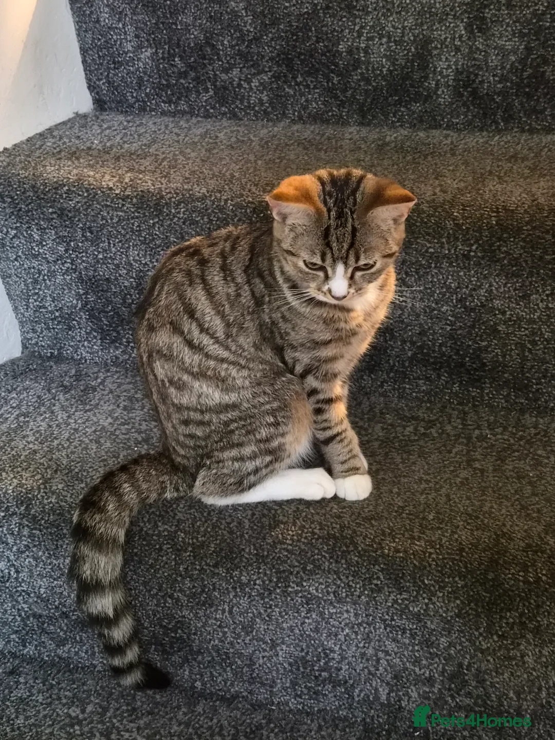 Mixed Breed cats for sale: Mixed breed - Advert 3