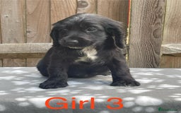 Cocker Spaniel dogs for sale: Cocker spaniel puppies - Image 3