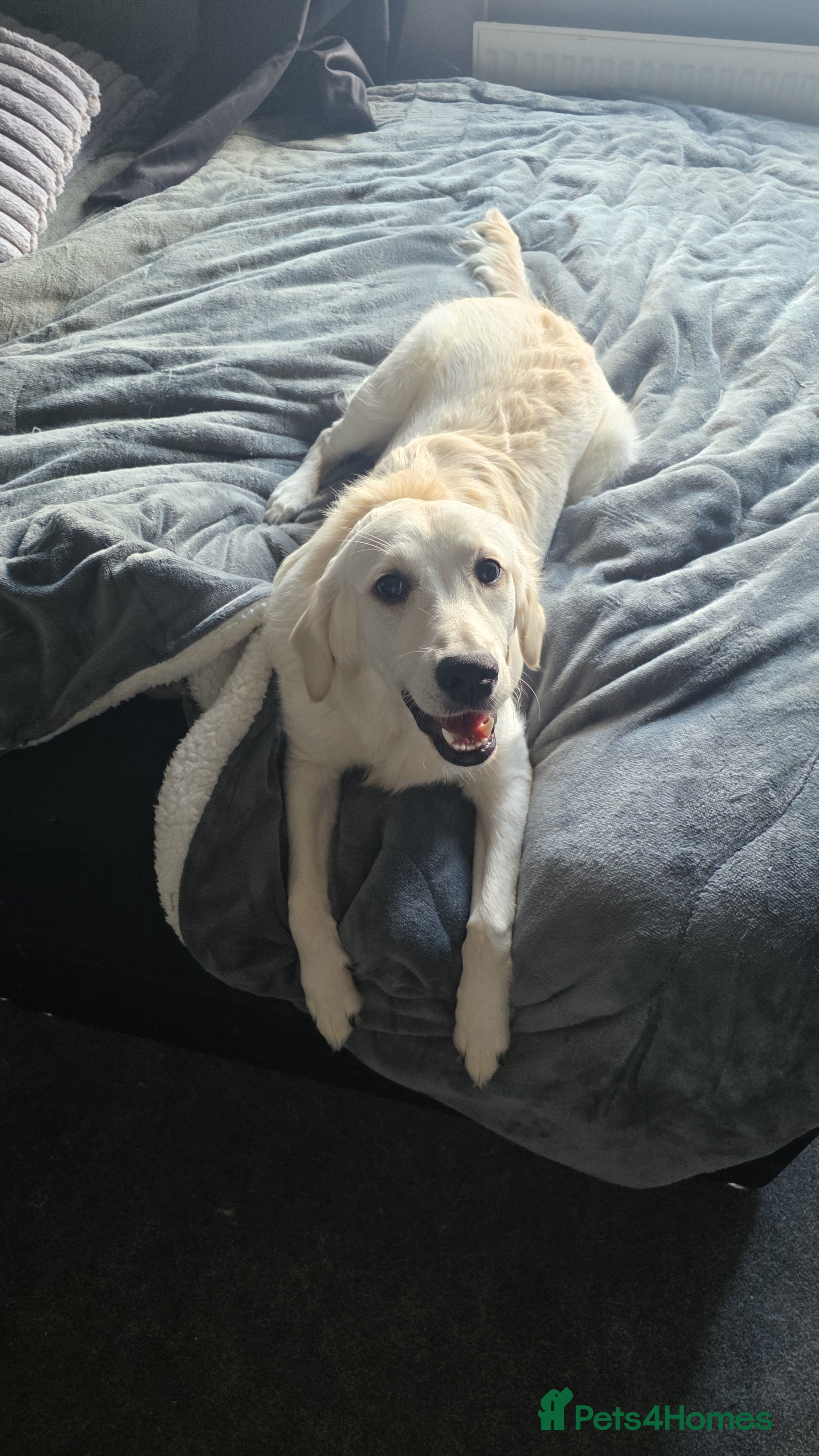 Golden Retriever dogs Lilly golden retriever 7 months old kc registered  - Advert 10