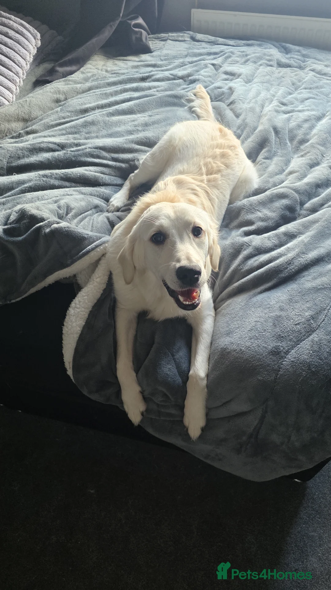 Golden Retriever dogs for sale: Lilly golden retriever 7 months old kc registered  - Advert 1