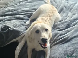 Golden Retriever dogs Lilly golden retriever 7 months old kc registered - Advert 9