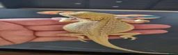 Bearded Dragon reptiles for sale: Baby Bearded Dragons - Advert 5