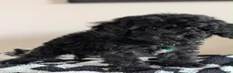 Cavapoochon dogs for sale: Extensively Tested Cavapoochons Fully Vaccinated  - Advert 33