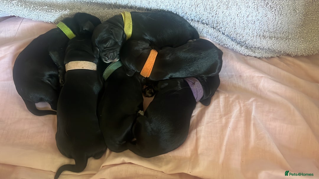 Cocker Spaniel dogs for sale: F1b cocker spaniel puppies for sale - Image 7