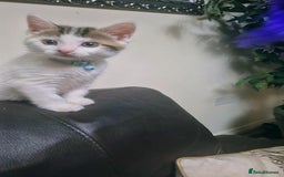 Mixed Breed cats for sale: British longhair mix Male kitten available  - Image 2