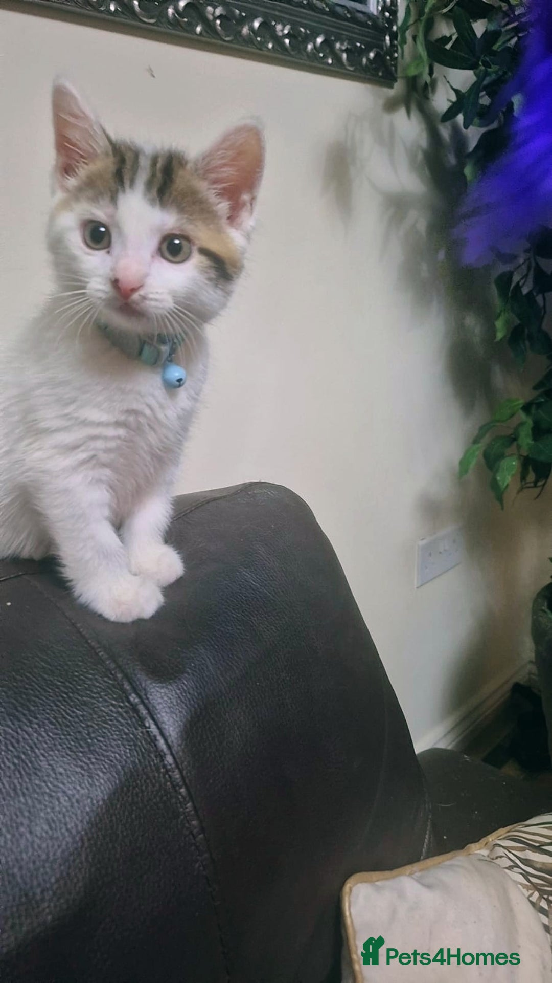 Mixed Breed cats for sale: British longhair mix Male kitten available  - Image 2