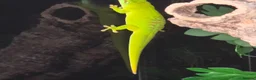 Gecko reptiles for sale:  giant Madagascan day Gecko - Advert 5