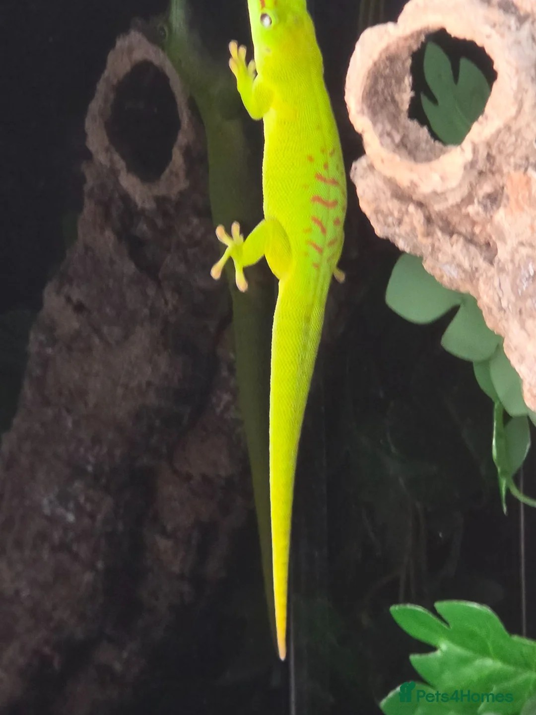 Gecko reptiles for sale:  giant Madagascan day Gecko - Advert 5