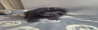 Cockapoo 1