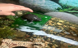 Turtle reptiles for sale: 2 female turtles  - Image 1