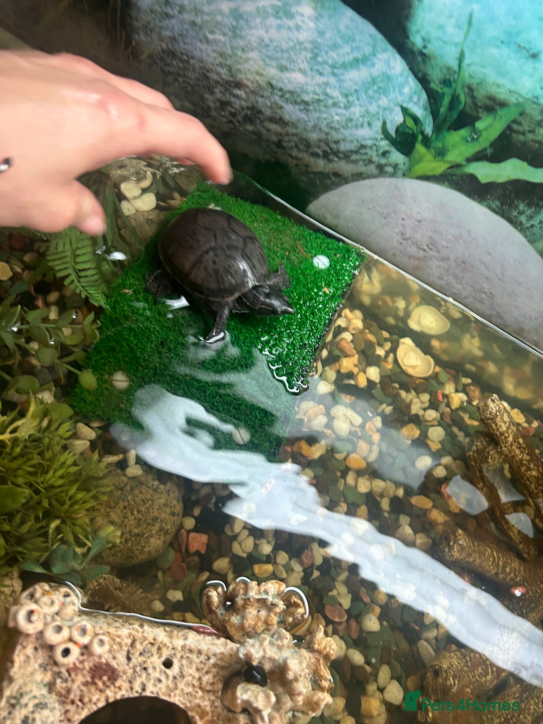 Turtle reptiles for sale: 2 female turtles  - Image 1