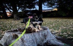 Mixed Breed dogs for sale: Jake  - Image 6