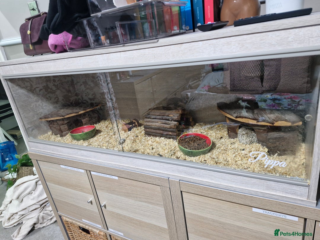 Pygmy Hedgehog rodents for sale: Pygmy Hedgehog  - Advert 3