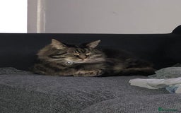 Norwegian Forest Cat cats for sale: Motoko: Norwegian Forest Cat x Maine Coon - Image 4