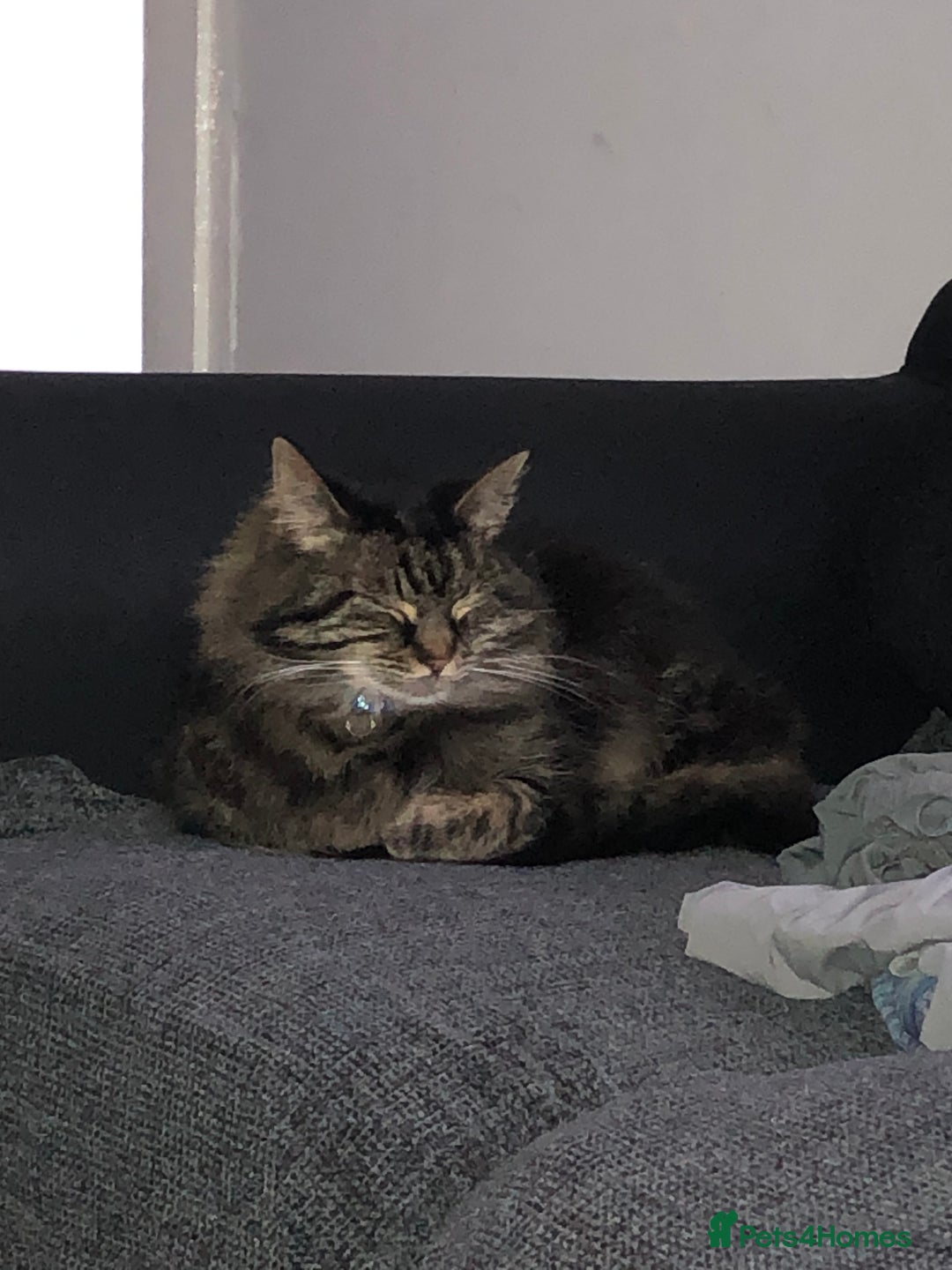 Norwegian Forest Cat cats for sale: Motoko: Norwegian Forest Cat x Maine Coon - Image 4