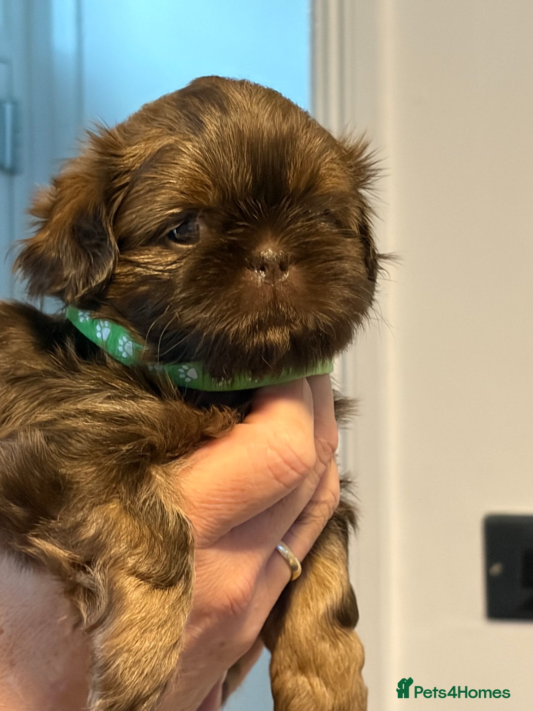Shih Tzu dogs for sale: Imperial Shih Tzu  - Advert 4