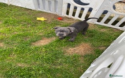 Staffordshire Bull Terrier dogs for sale: KC registered Blue Staffordshire bull terrier’s  in Colchester - Image 32