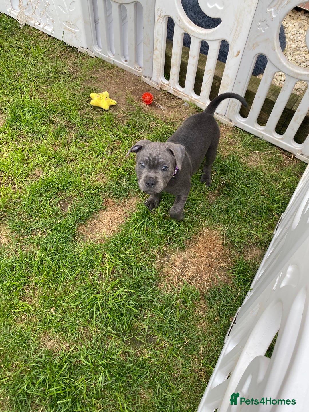 Staffordshire Bull Terrier dogs for sale: KC registered Blue Staffordshire bull terrier’s  in Colchester - Image 32