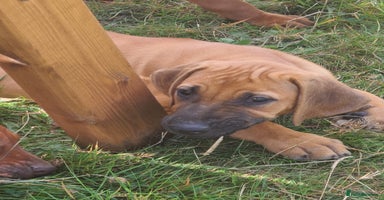 Rhodesian Ridgeback dogs - Advert 8