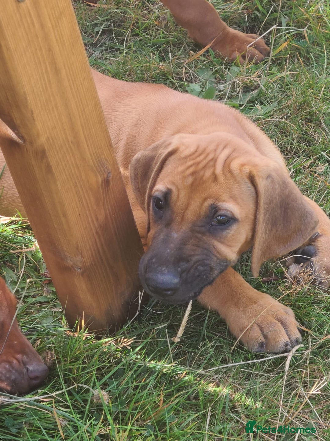 Rhodesian Ridgeback dogs for sale: Big bold bouncy bundles  - Image 2