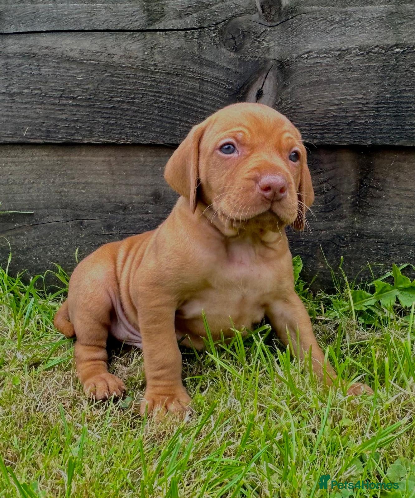 Hungarian Vizsla dogs Beautiful Hungarian Vizsla puppies  - Advert 2