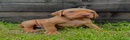 Hungarian Vizsla dogs for sale: Beautiful Hungarian Vizsla puppies available  in Boston - Advert 8