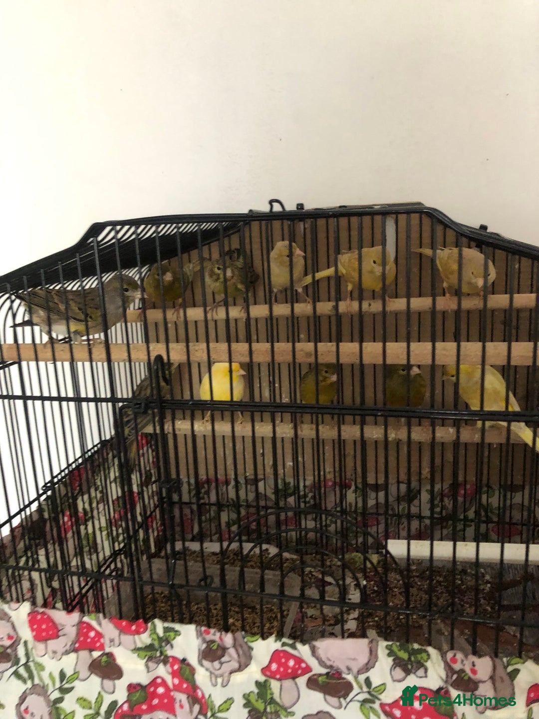 Canaries birds for sale: Young Canaries Nice Colours £30 each  - Advert 4