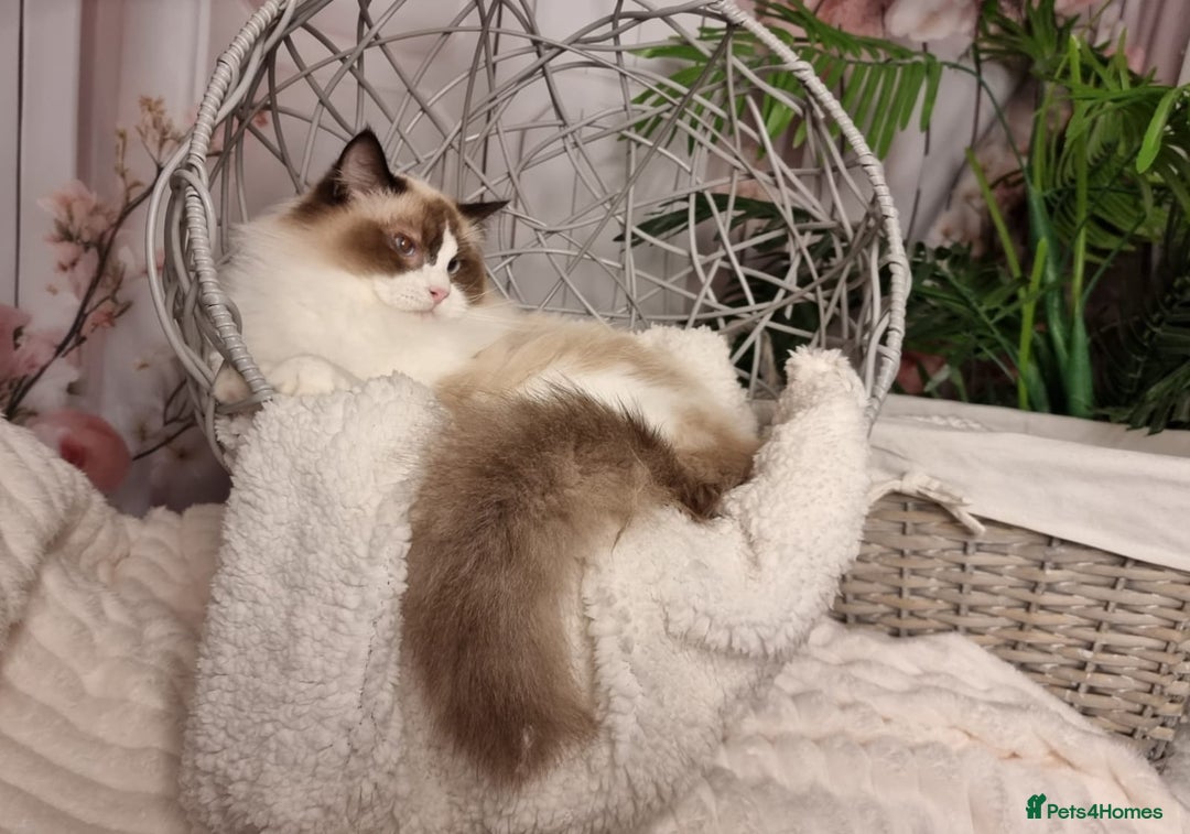 Ragdoll cats for sale: Quality Tica reg Ragdoll kittens  - Advert 16