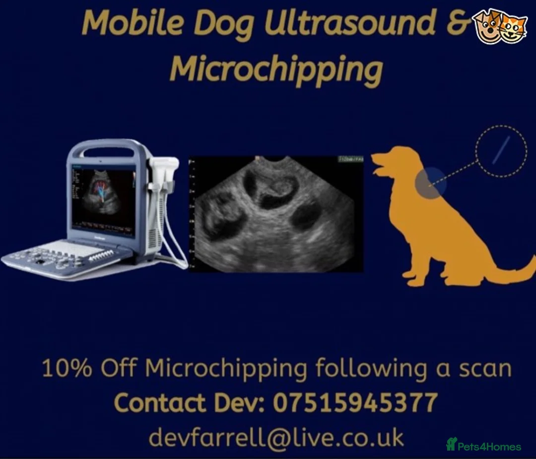 Dachshund dogs for stud: PRA Clear Miniature Dachshund in Liverpool - Advert 2