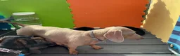Miniature Dachshund dogs for sale: Beautiful miniature dachshund litter  - Advert 3