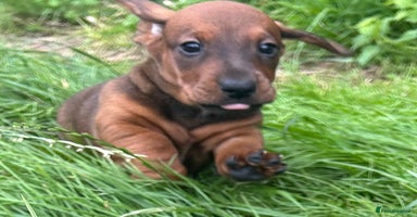 Dachshund dogs - Advert 6