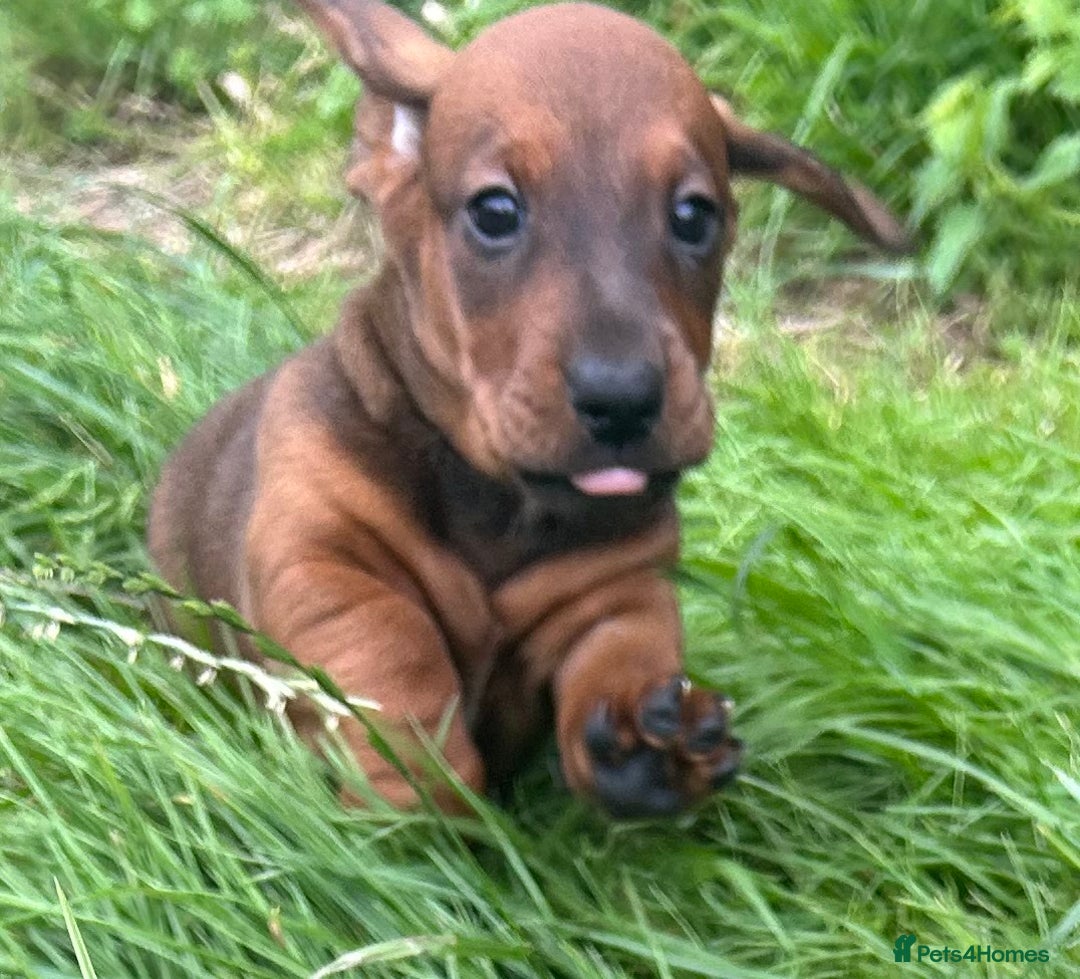 Dachshund dogs for sale: TOP QUALITY KC STANDARD SMOOTH DACHSHUNDS - Image 1