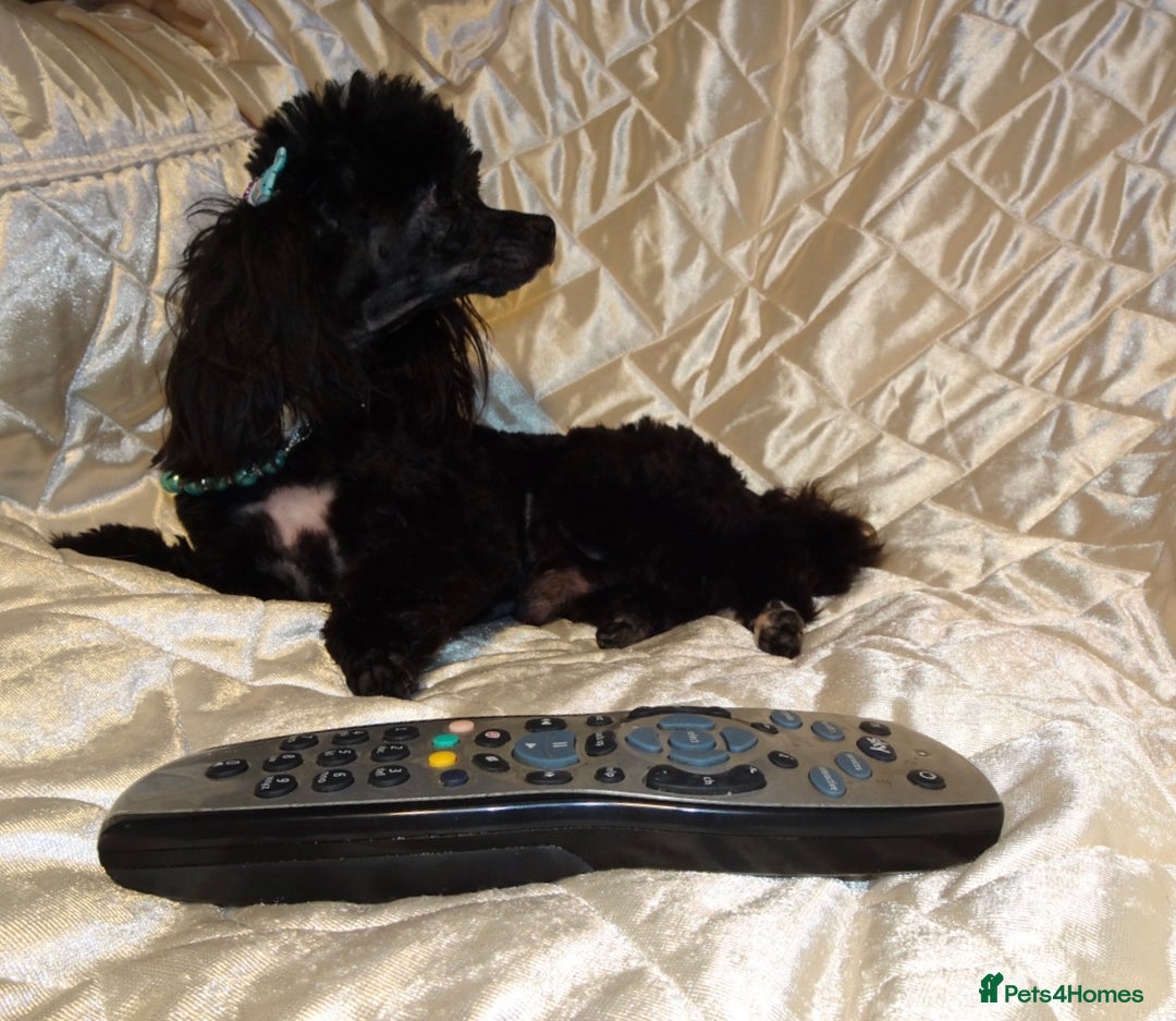 Maltipoo dogs for sale: **Micro Tiny F1 Maltese x Toy Poodle Maltipoo Pup* - Advert 15