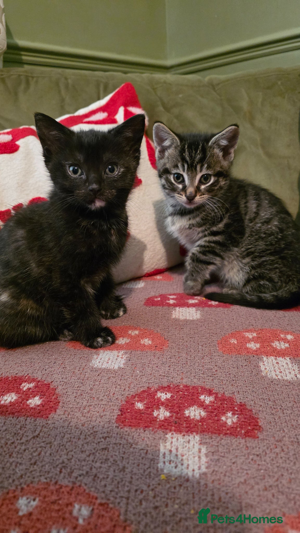 Mixed Breed cats 2 kittens READY NOW - Advert 6