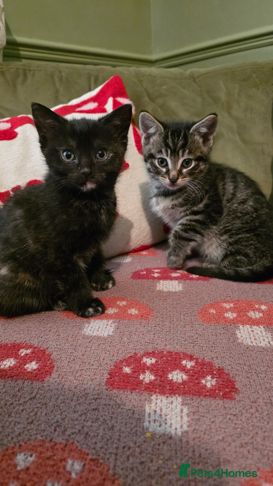 Mixed Breed cats for sale: 2 kittens READY NOW - Advert 1