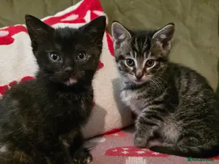 Mixed Breed cats 2 kittens READY NOW - Advert 6