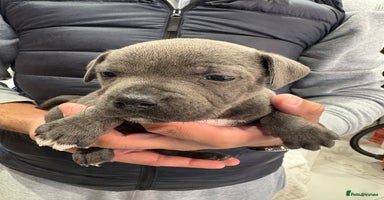 Staffordshire Bull Terrier dogs - Advert 1