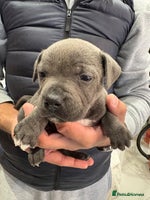 Staffordshire Bull Terrier dogs - Advert 8