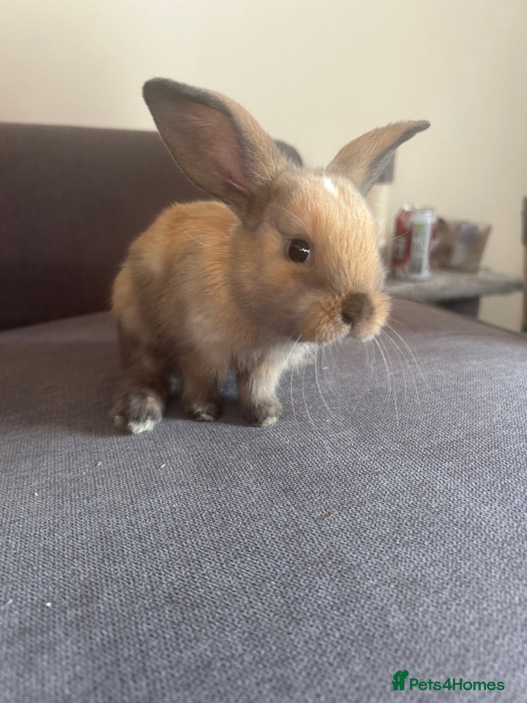 Mixed Breed rabbits for sale: Adorable Mini lop crosses  - Image 7