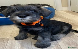 Miniature Schnauzer dogs for sale: Miniature Schnauzer Puppies-  - Image 18
