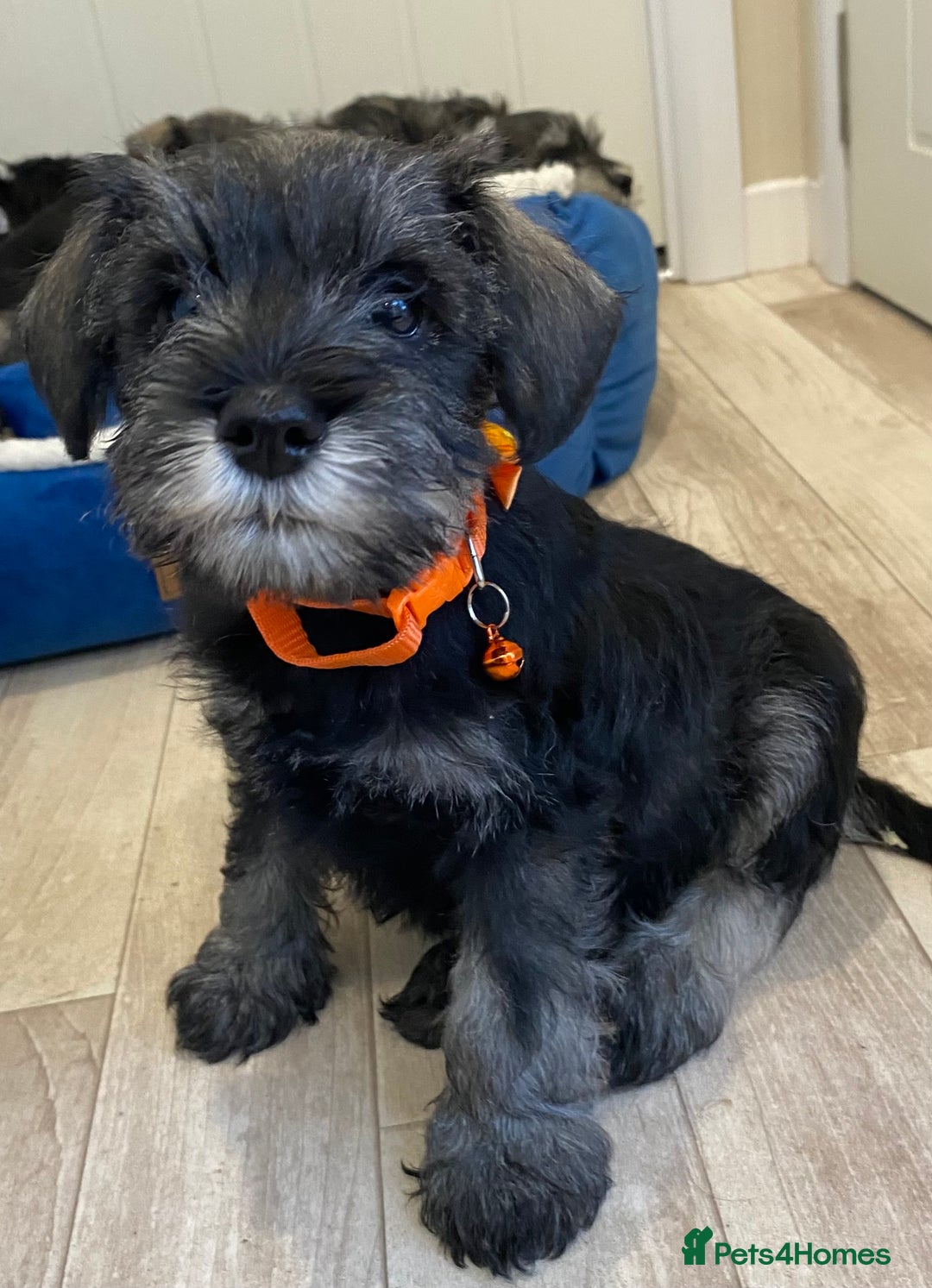 Miniature Schnauzer dogs for sale: Miniature Schnauzer Puppies-  - Image 18