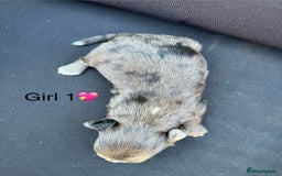 Cockapoo dogs for sale: Stunning F1b Cockapoo puppy’s  - Image 9