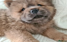 Chow Chow dogs for sale: Gorgeous kc chow chows in Middlesbrough - Image 1