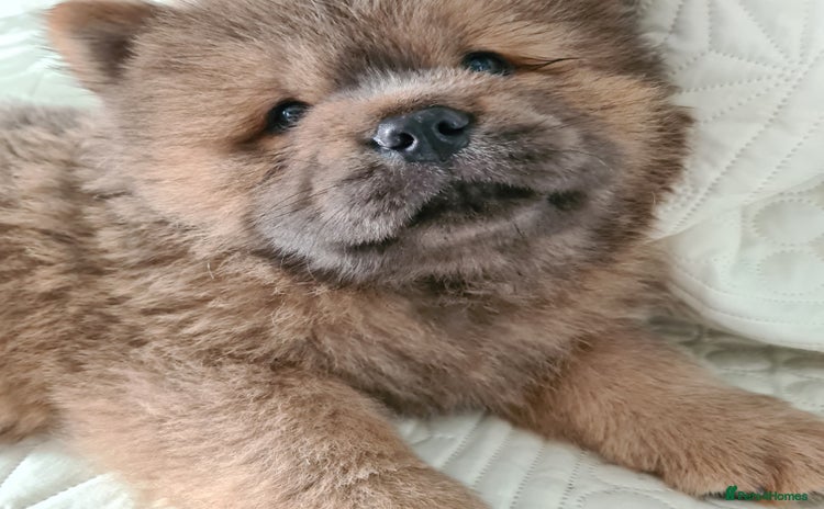 Chow Chow dogs in Middlesbrough - Advert 2