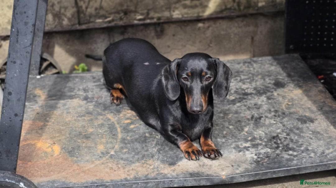 Miniature Dachshund dogs for sale: Miniature dachshund  - Image 7