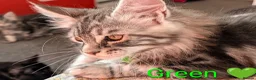 Maine Coon cats for sale: 🐾 Stunning Maine Coon Kittens Looking for  - Advert 7