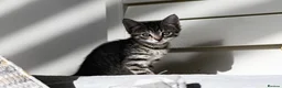 Mixed Breed cats for sale: REDUCED READY TO GO -  1 BOY/GIRL Tabby kittens  - Advert 19