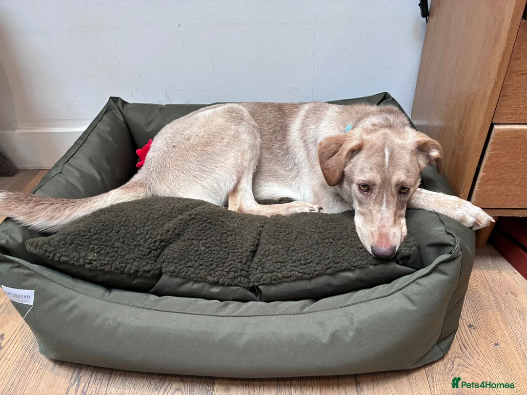 Mixed Breed dogs for adoption: URGENT: ❤️Jena❤️- amazing a 1 year old girl - Advert 3